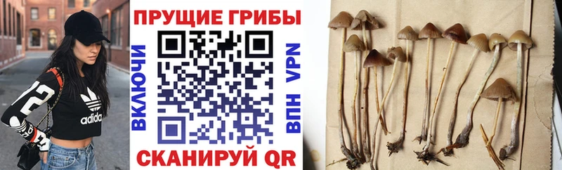 как найти   Козельск  Галлюциногенные грибы мицелий 